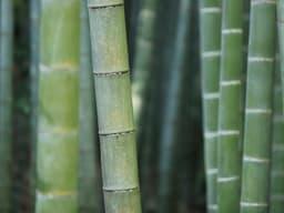 Great Voice Actor #919 - image 2