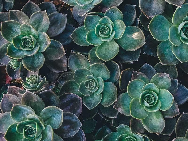 Elegant Carpool Downtown #976