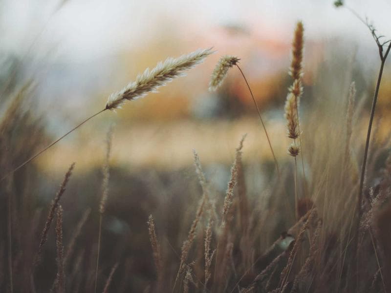 Top-Rated Trek Mountain Bike #986