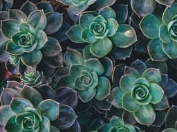 Spacious Camping Tent #1061 - image 3