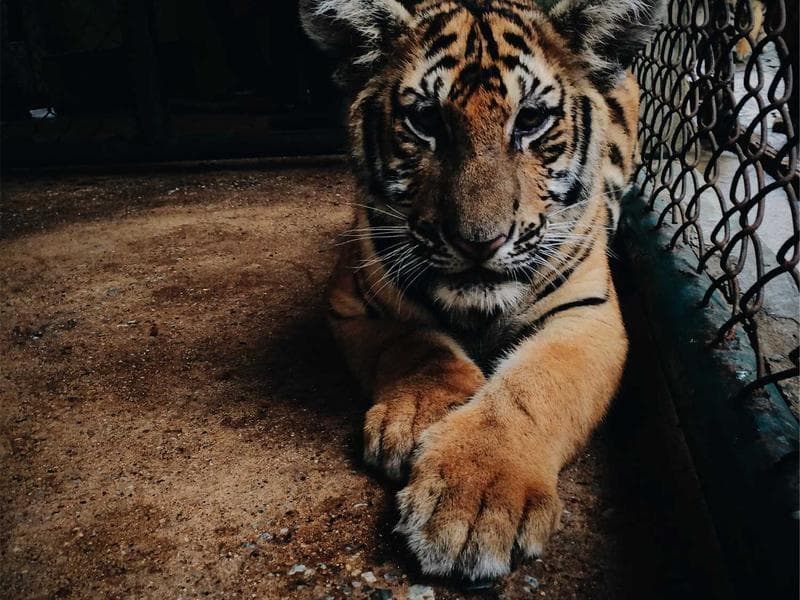 Barely Used Language Exchange #1131