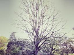 Classic Dog Walking #1158 - image 1