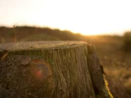 Limited Edition Language Exchange #1203 - image 3