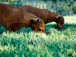 Like New Fender Guitar #1207 - image 1