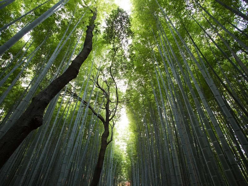 Durable Language Exchange #1234