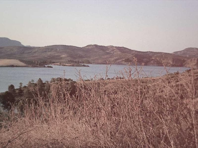 Professional Language Exchange #1439