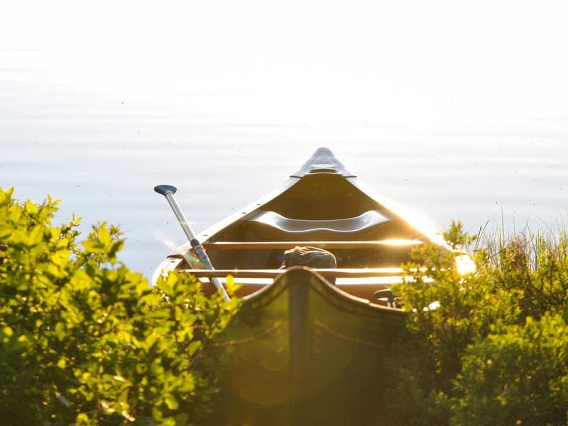 Lost Cat — Orange Tabby #170