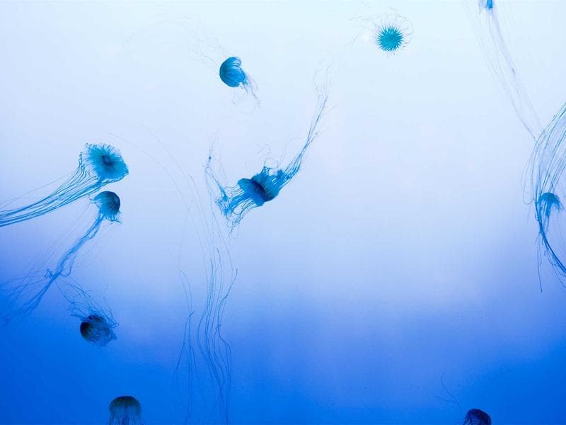 Barely Used Apple Watch Ultra #1630