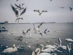 Like New Dyson Vacuum #2058 - image 1