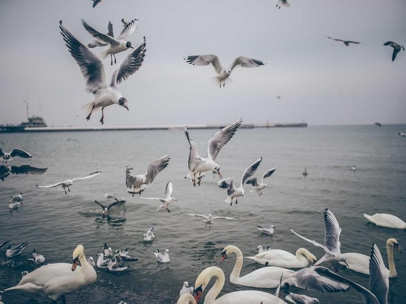 Like New Dyson Vacuum #2058