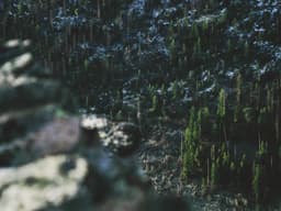 Classic Lawn Mowing #2235 - image 1