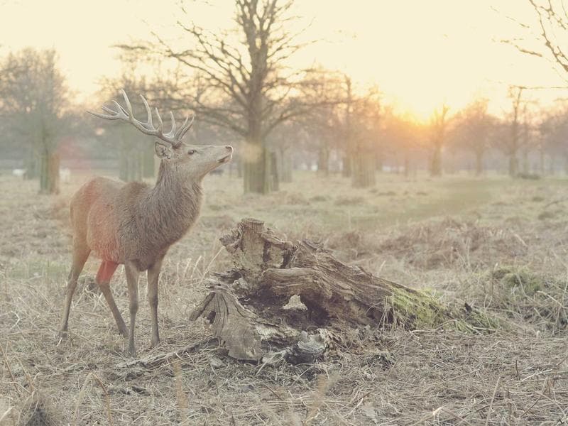 Mid-Range Senior Software Engineer #2273