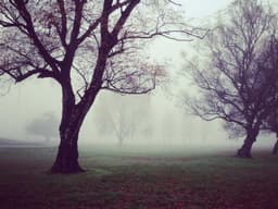 Standing Desk — Electric Adjustable 60x30 #239 - image 1