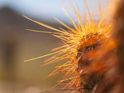 Barely Used Canon EOS R6 Camera #2307 - image 2