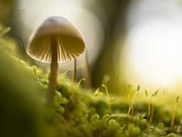 Vintage Accountant #2352 - image 3