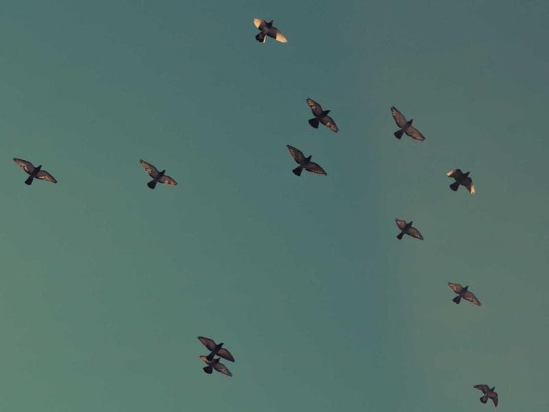 Custom Trek Mountain Bike #2678