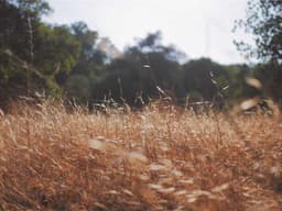 Brand New Gold Necklace #2682 - image 3