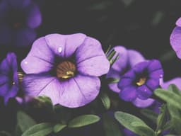 Premium Leather Sofa #2733 - image 1