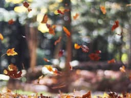 Elegant Curtains Set #2981 - image 2