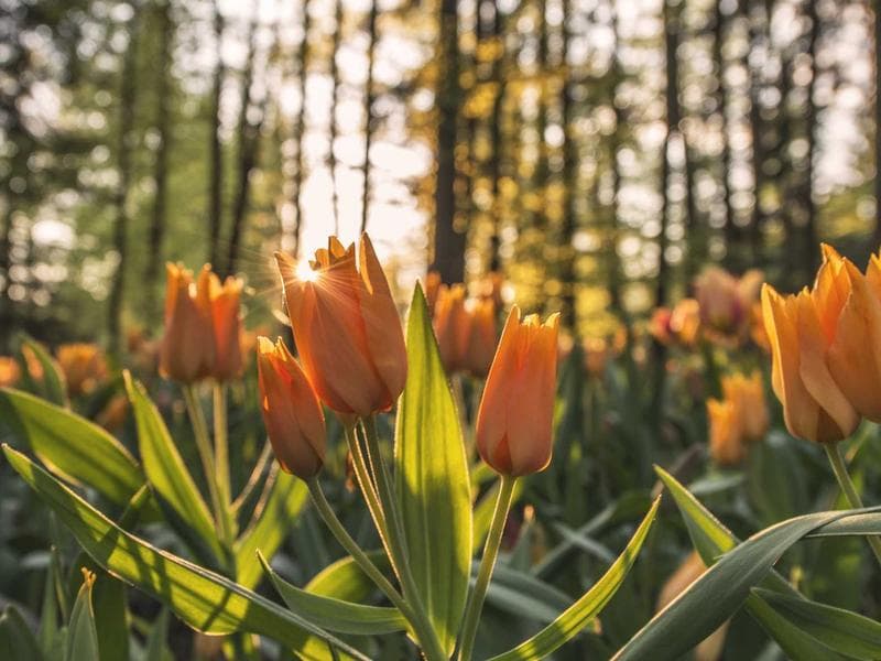 Luxury Golf Club Set #3116