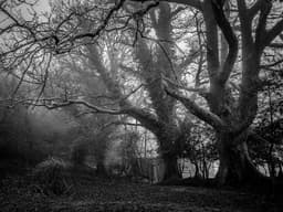 Great Kayak #3272 - image 2