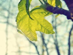 Entry-Level Web Development #3370 - image 1