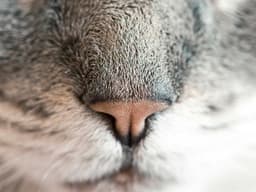 Bose QuietComfort Headphones #356 - image 1