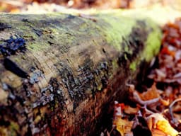 Dog Walking — Daily Service #361 - image 1