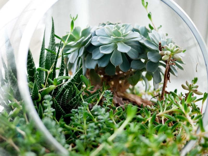 Vintage Leather Sofa — Italian Made #466