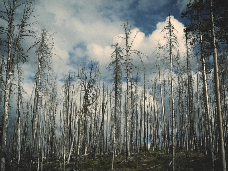 Volunteer Needed — Food Bank #194