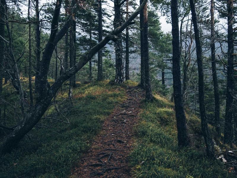 Professional House Cleaning — Per Visit #357