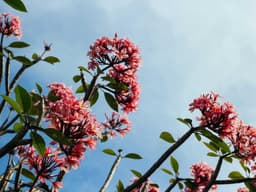 Professional Dining Table Set #699 - image 2