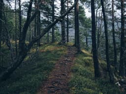 Vintage Leather Sofa #799 - image 2