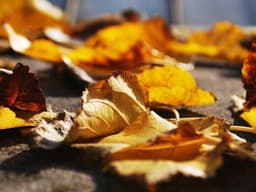 Canon EOS R6 Mark II — Body Only #94 - image 3